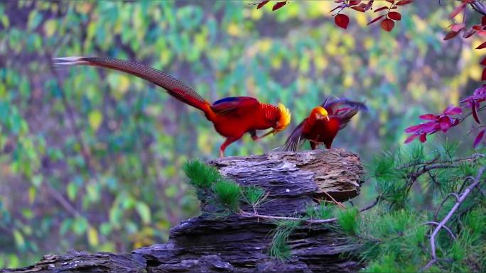 凤凰传说：两只红腹锦鸡森林中觅食飞翔