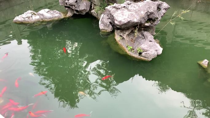景观园林  小金鱼  假石石头 水池子
