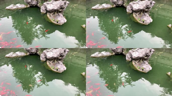 景观园林  小金鱼  假石石头 水池子