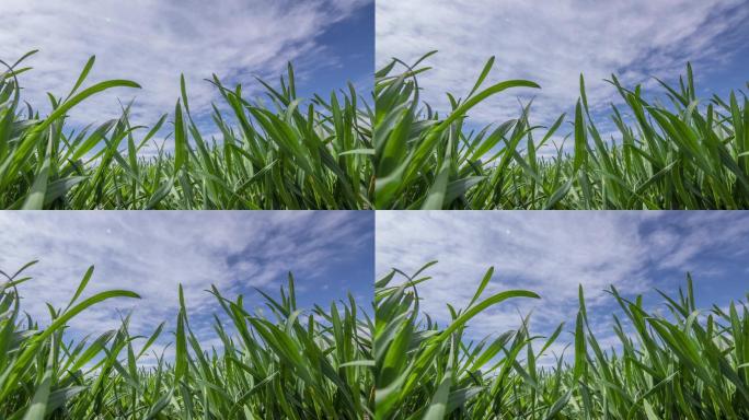 春季小麦低角度