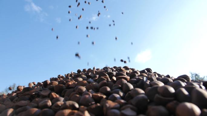 山茶油果实丰收 视频