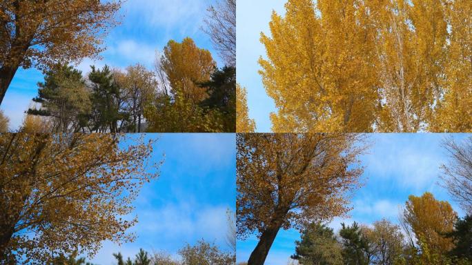 秋天黄色的杨树叶子