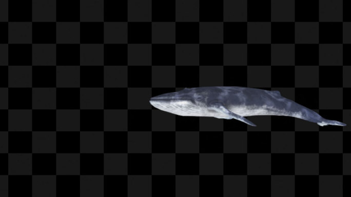 鲸鱼游动动画8-alpha通道