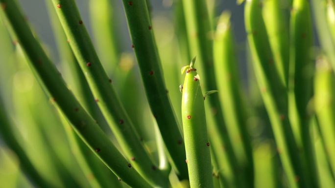 迷迭香 蟹爪兰  植物 珊瑚树 光棍树