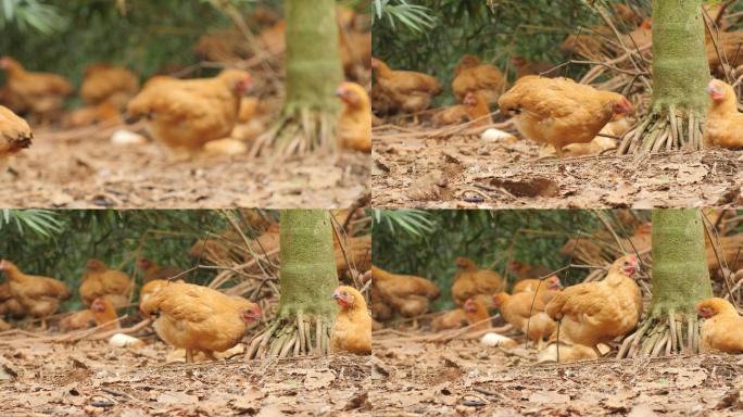 椰树养鸡场笼养圈养散养阉鸡母鸡喂养吃食