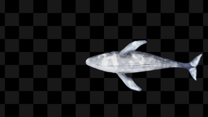 鲸鱼游动动画6-alpha通道