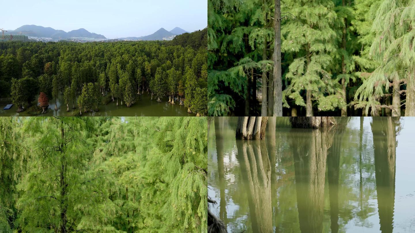 杭州市临安市青山湖国家森林公园