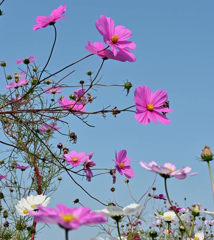 蜜蜂采蜜