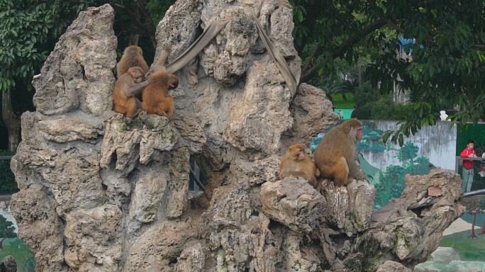 动物园猴子