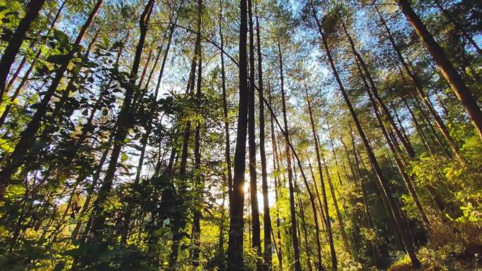 4K日落阳光明媚的森林素材