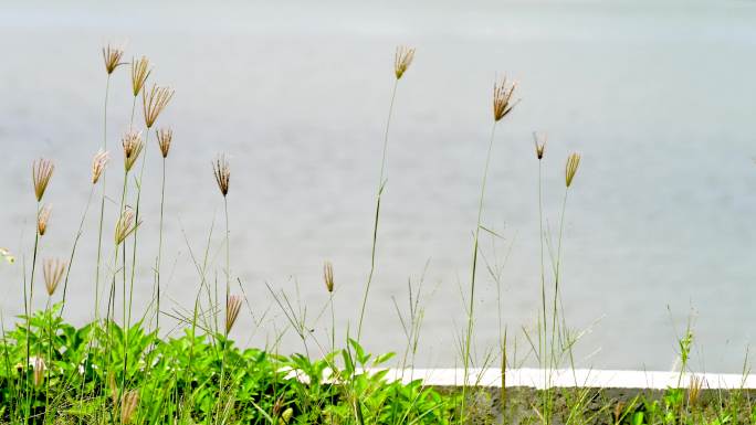 河边小草在随风摆动4k