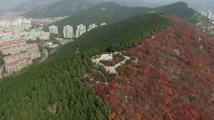 4K-原素材- 枫叶红叶山林