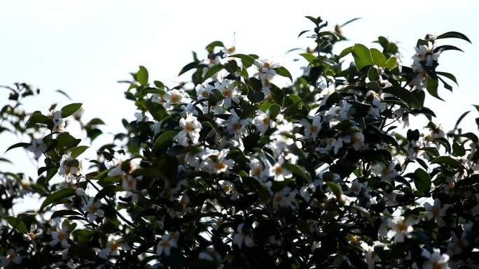 山茶油花盛开