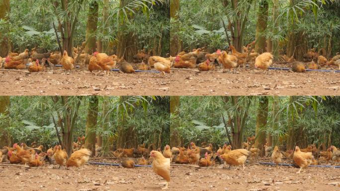 椰树养鸡场笼养圈养散养阉鸡母鸡喂养吃食