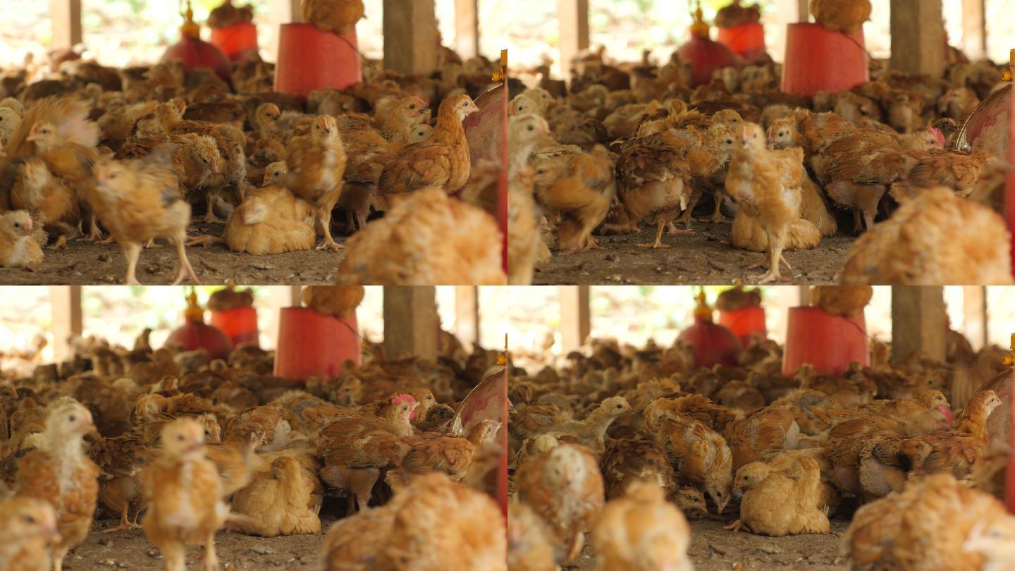 养鸡场笼养圈养小鸡苗喂养吃食