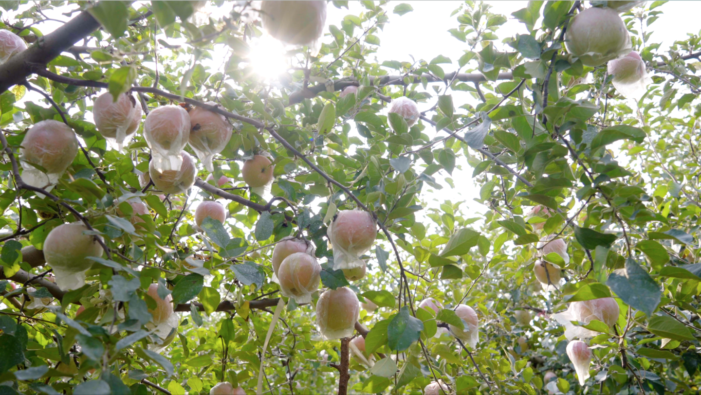 4K 阳光果园-苹果园摘苹果-绿色健康