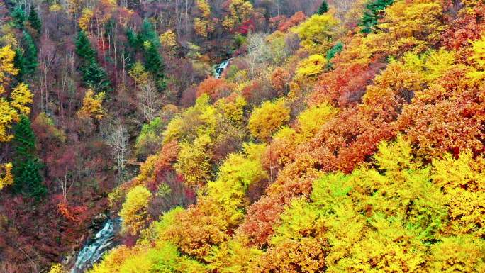 航拍秋季小溪河水大气枫叶辽宁东北生态森林