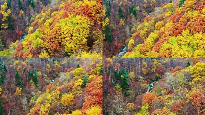 航拍秋季小溪河水大气枫叶辽宁东北生态森林
