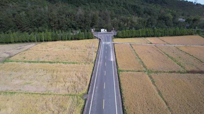 台州临海小芝稻田航拍DJI_0644