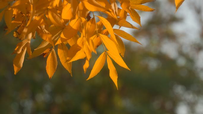 秋叶黄