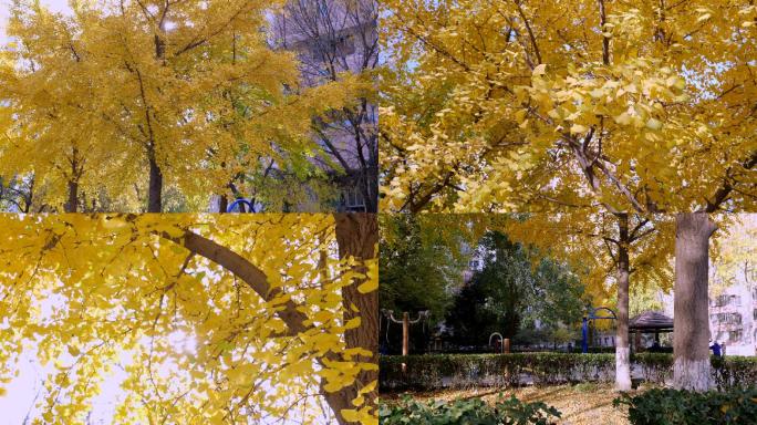 实拍秋色-银杏树叶黄了-小区的秋