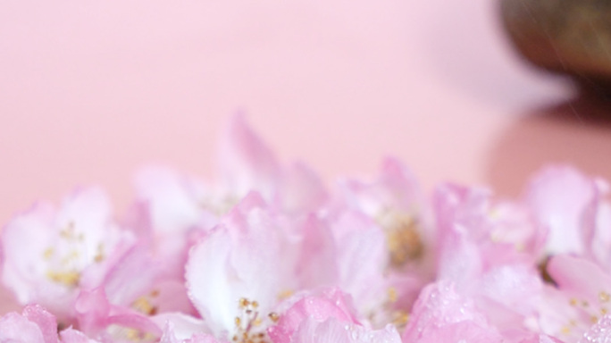 李子花、粉红色花朵、花朵滴水、类似桃花