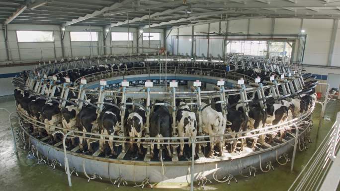 在大型奶牛场的旋转挤奶厅挤奶时的奶牛
