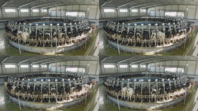 在大型奶牛场的旋转挤奶厅挤奶时的奶牛