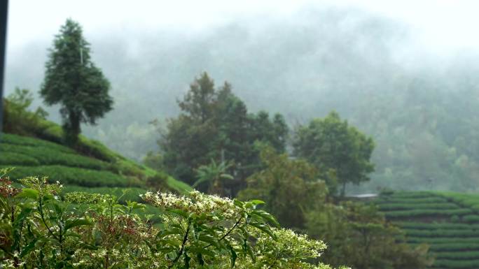 原创茶山大自然雨滴雨林下雨森林野花