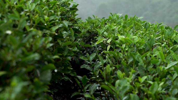 原创雨天生态茶园茶山茶叶茶树