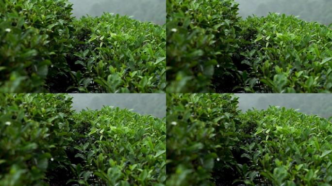 原创雨天生态茶园茶山茶叶茶树