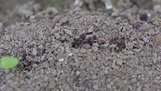 蚂蚁觅食活动微距4K