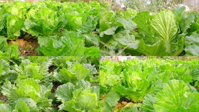 4K 菜园里的绿色蔬菜-白菜-农村菜园