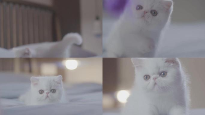 【合集】宠物 撸猫 逗猫 喵咪家庭宠物
