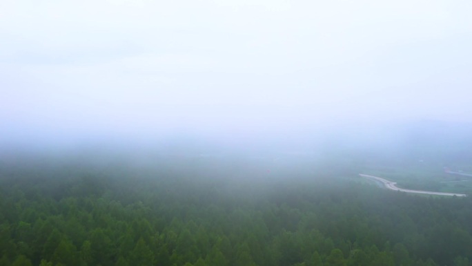 森林 雾 延时