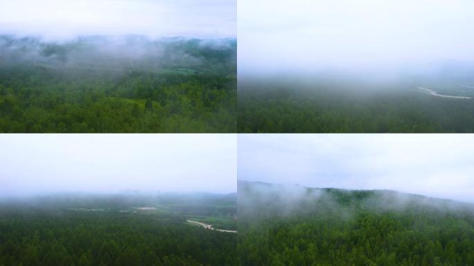 森林 雾 延时