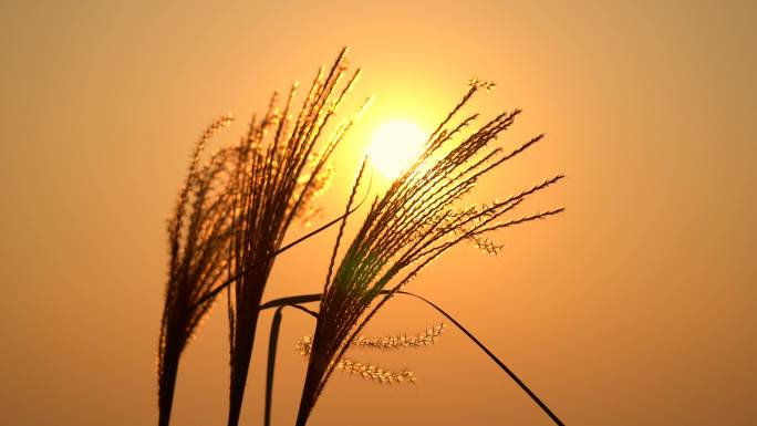 唯美夕阳芦苇随风飘动