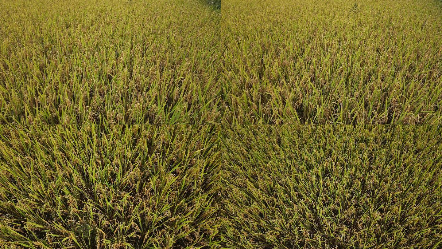 水稻4K实拍