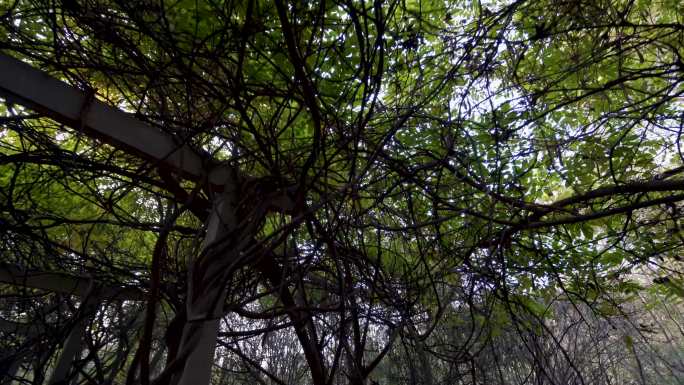 藤蔓树林绿色植物