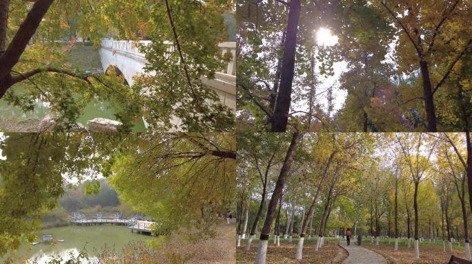 秋天公园游客游园游人秋季银杏叶秋天树叶