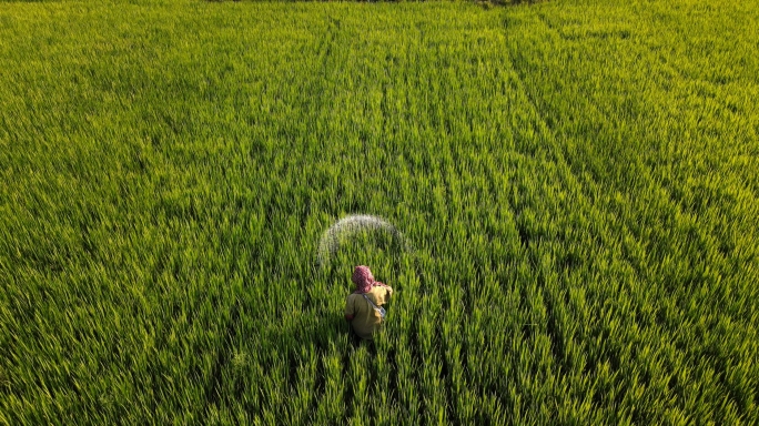 稻田撒化肥