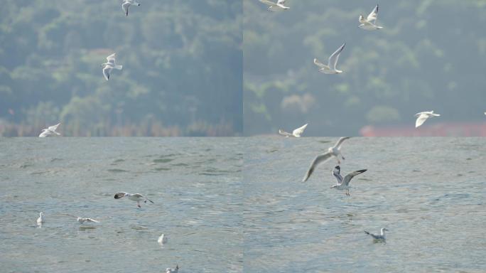 海鸥在空中飞翔 滇池海埂大坝海鸥