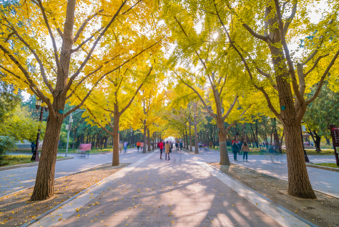 地坛公园 银杏大道 北京金秋