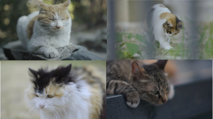 【合集】四组城市猫咪-街头流浪猫