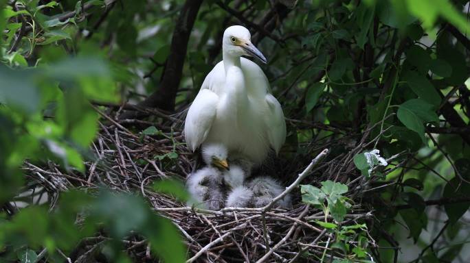 白鹭妈妈与四个幼崽在森林树枝窝巢静享时光