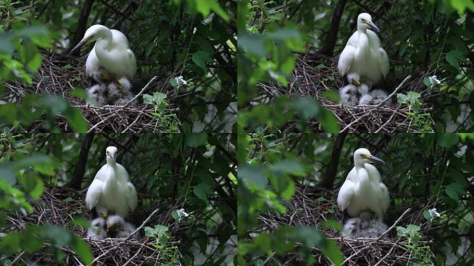 白鹭妈妈与四个幼崽在森林树枝窝巢静享时光