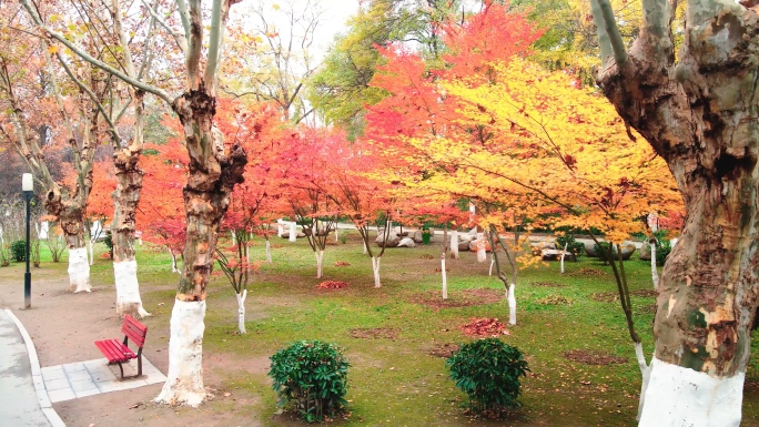 秋天公园枫叶红了，深秋枫叶美丽风景