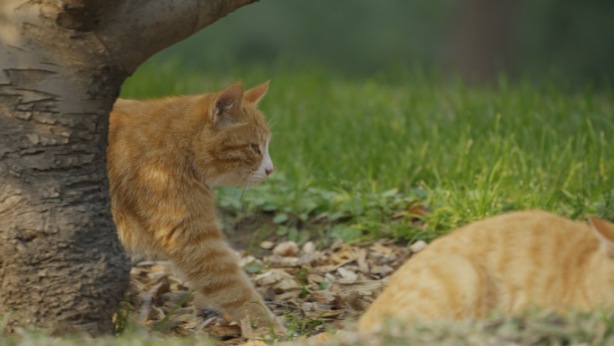 野猫 流浪猫 走路