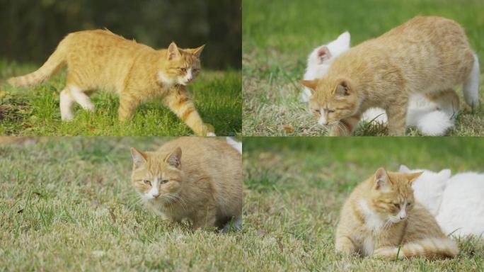 野猫 流浪猫 走路