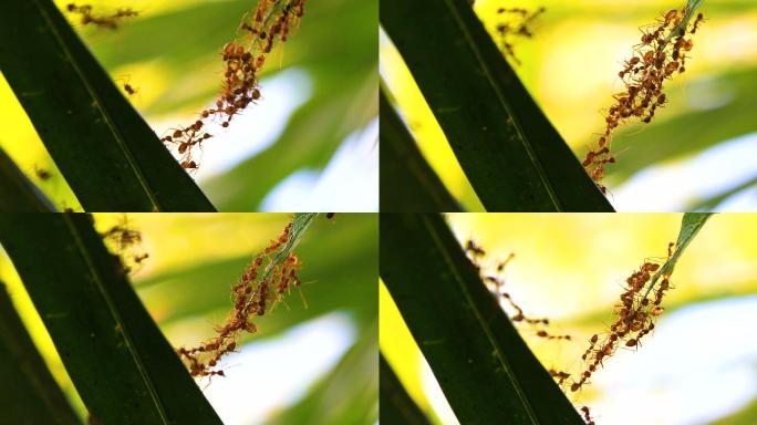 蚂蚁桥联合队大自然蚁群爬行